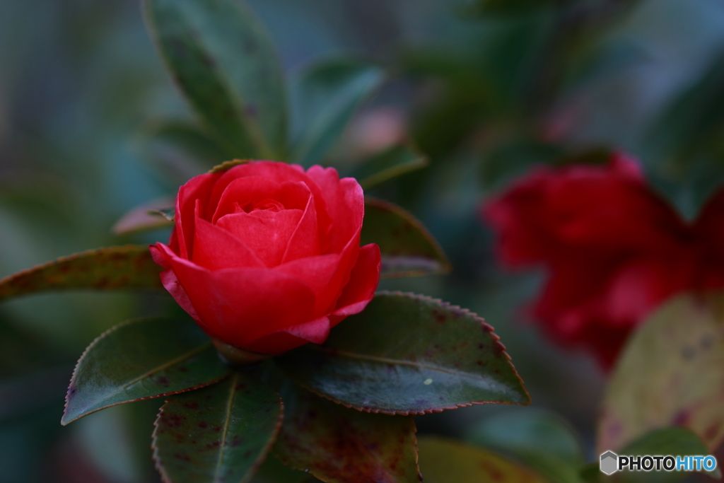 山茶花を薔薇のように