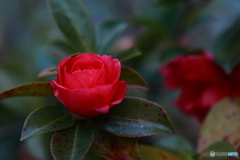 山茶花を薔薇のように
