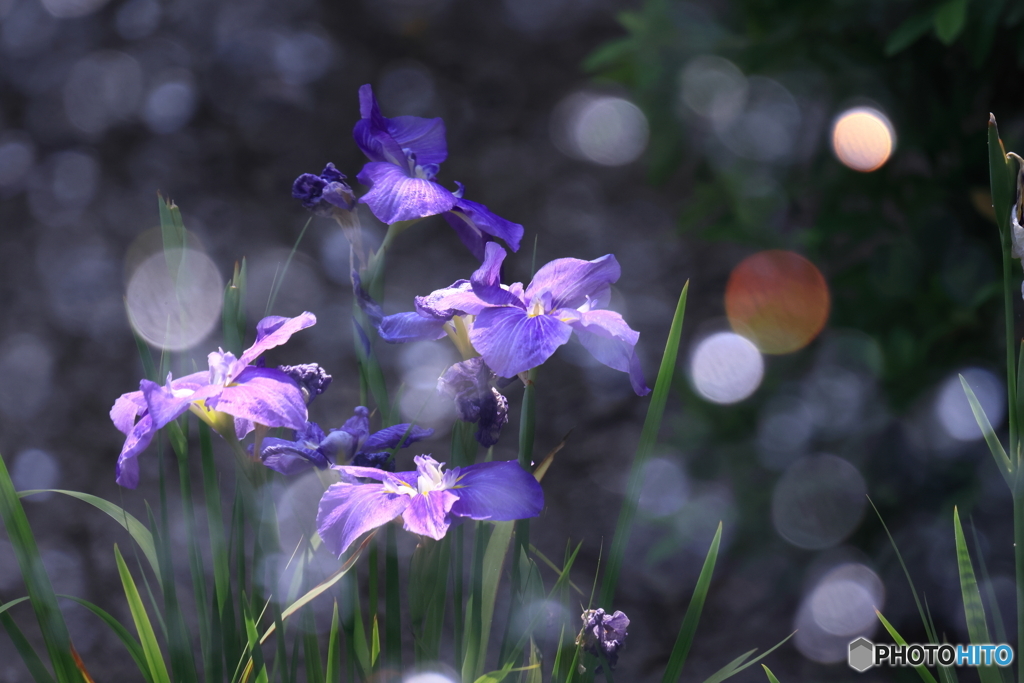 花菖蒲×水しぶき