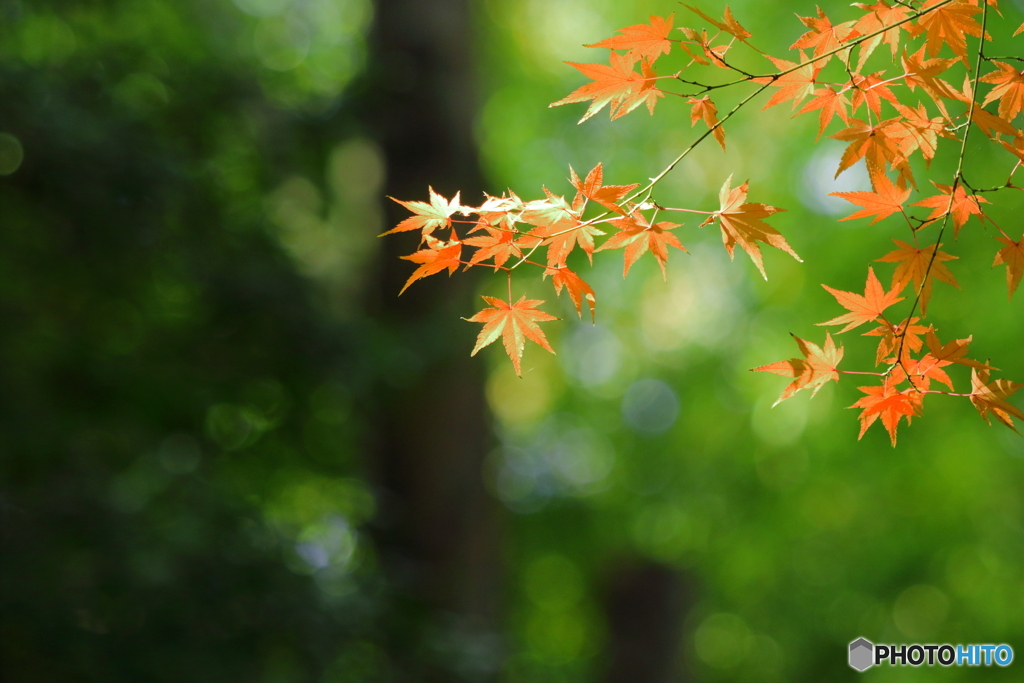花萌葱色×紅葉