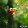 花萌葱色×紅葉