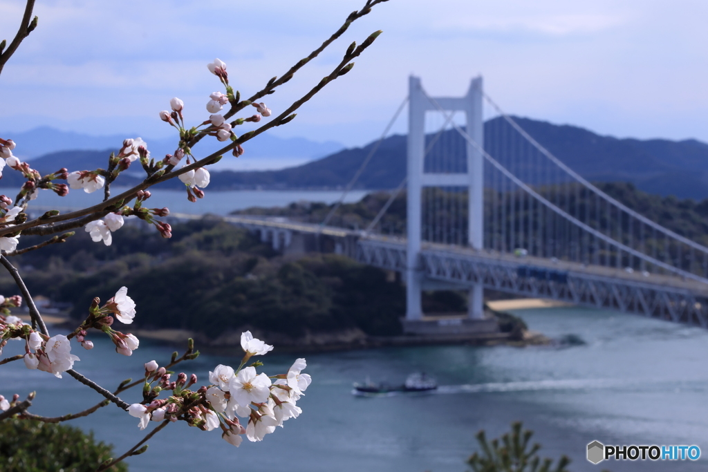 桜の咲き始め×瀬戸大橋