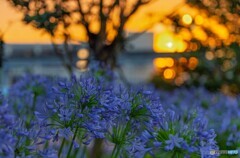 TDLのアガパンサス×夕陽