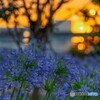 TDLのアガパンサス×夕陽