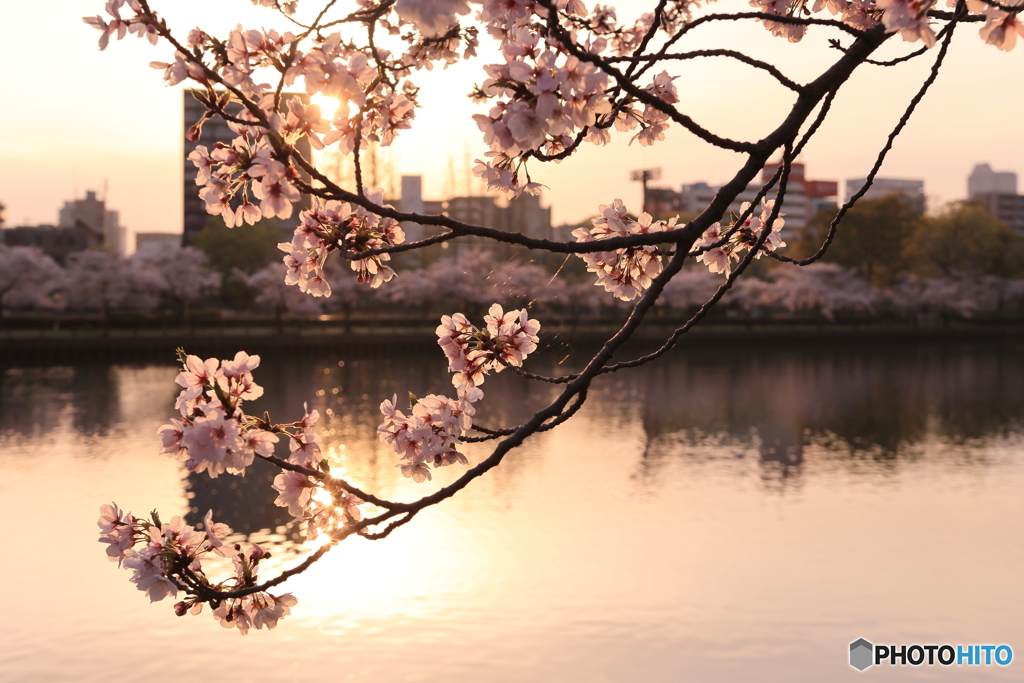 大川の朝日と桜