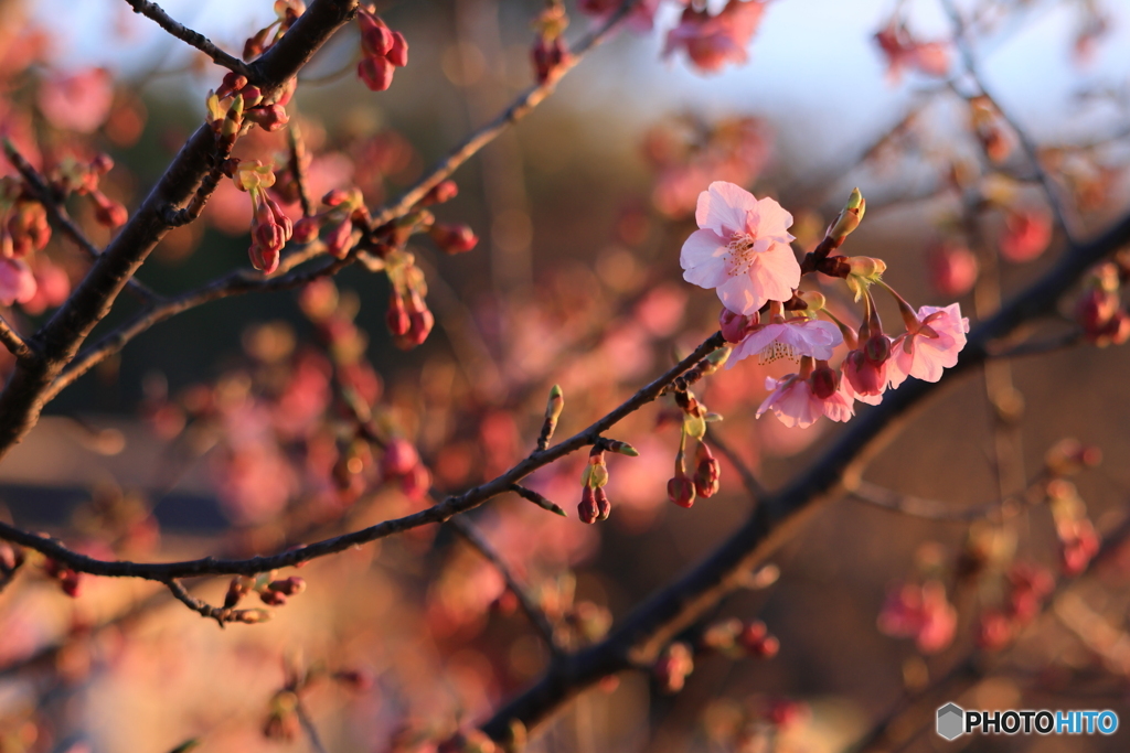 夕暮れの河津桜（咲き始め）