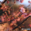 夕暮れの河津桜（咲き始め）