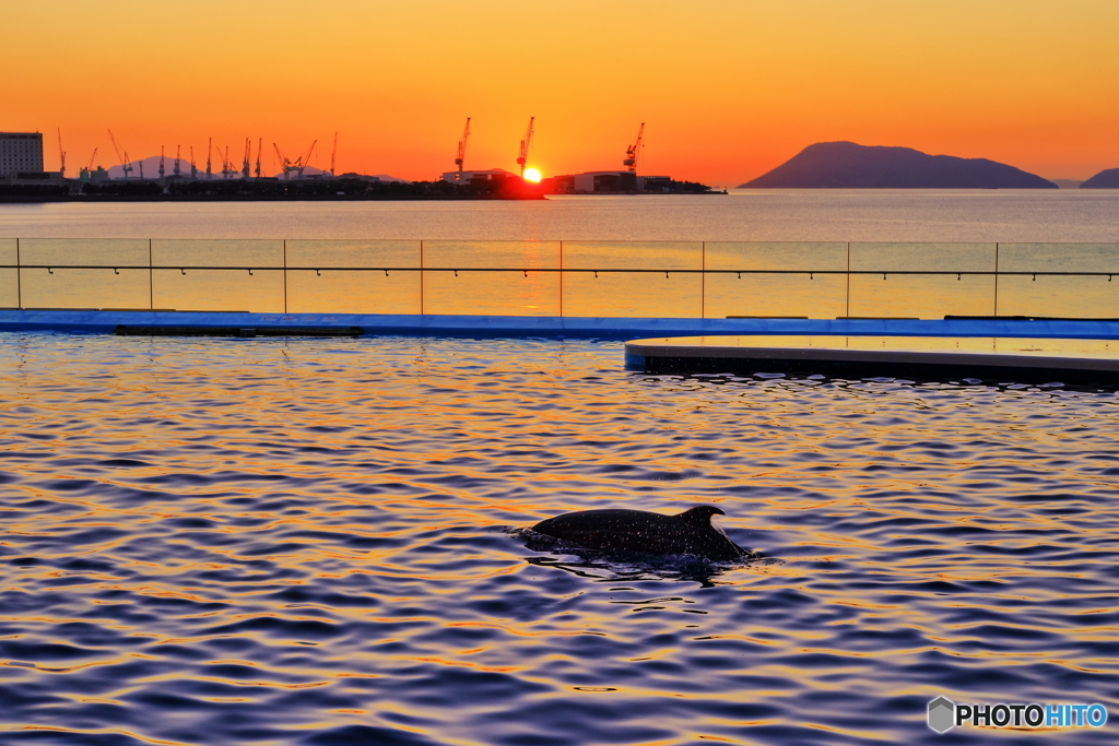 A Dolphin at Sunset