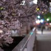 桜宮橋の夜桜×街の灯り