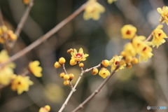 蝋梅の花