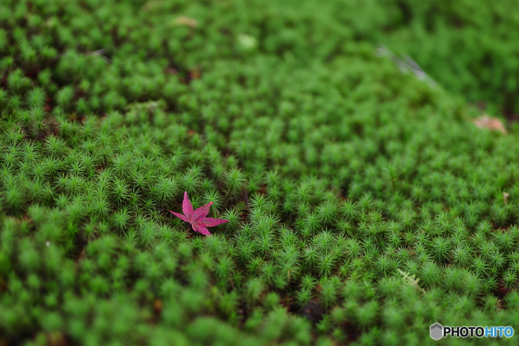 杉苔に赤紅葉