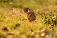 春のつぐみ君