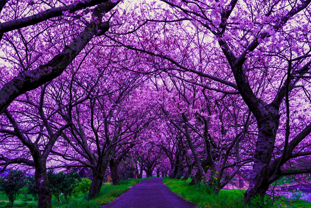流川の桜並木