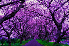 流川の桜並木