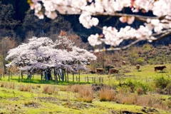 牛と観音桜