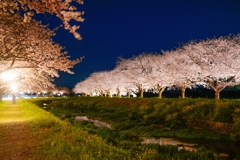 草場川の桜並木