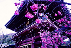 桜咲く