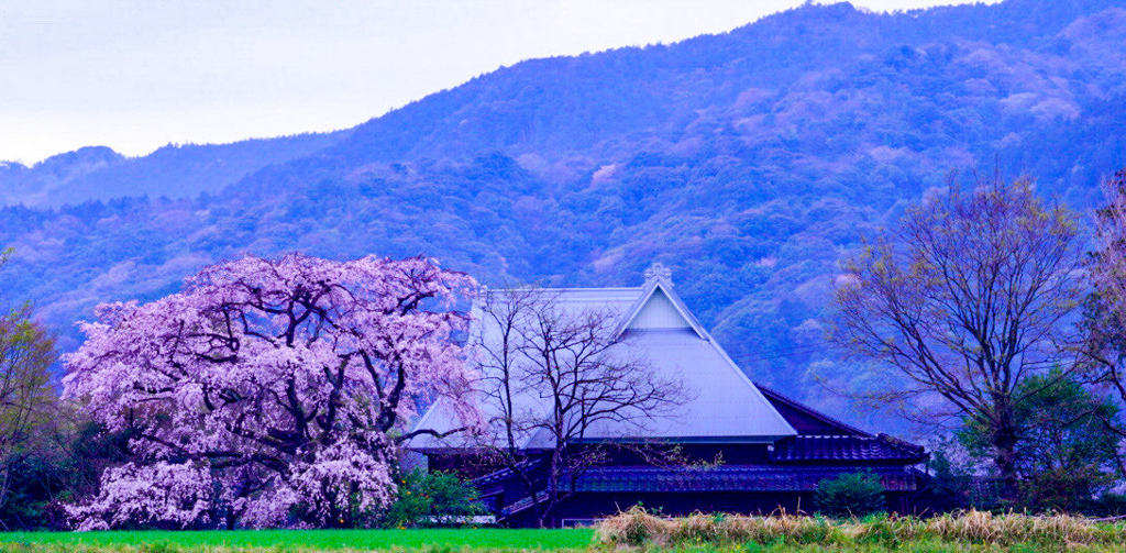 宝珠寺のヒメしだれさくら