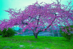 かん桜