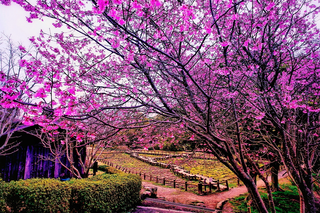 桜と中庭