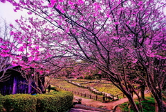 桜と中庭