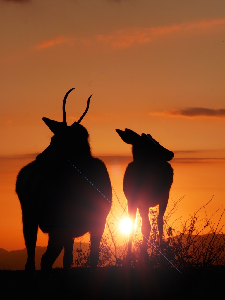 夕日と鹿2
