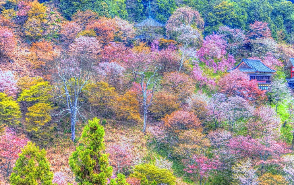 吉野