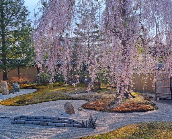 高台寺の枝垂れ桜