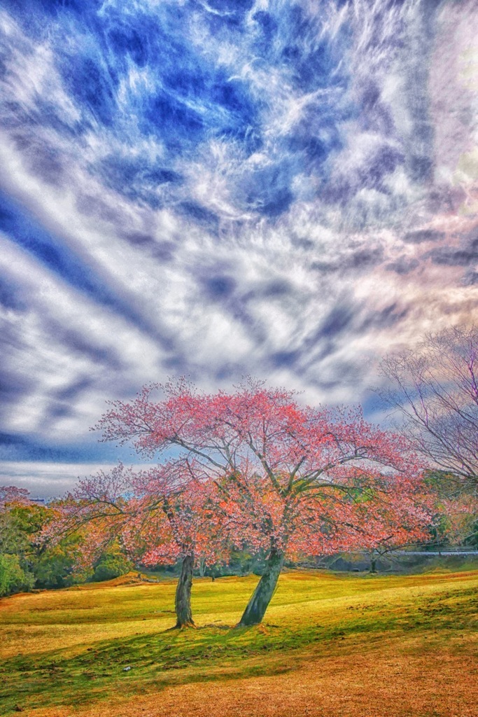 飛火野園地