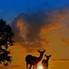 夕日と鹿
