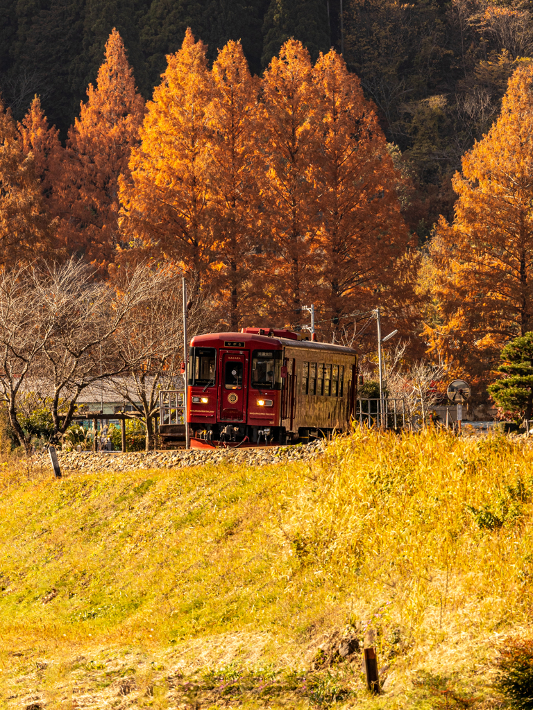 秋の美味しい観光列車