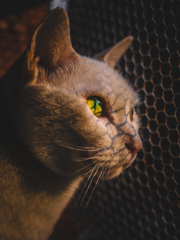 cat gazing at the sunset