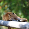 Zzz
