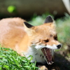 眠たーい