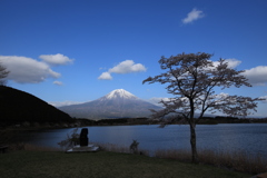 田貫湖　富士山　桜