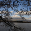 田貫湖　富士山　桜