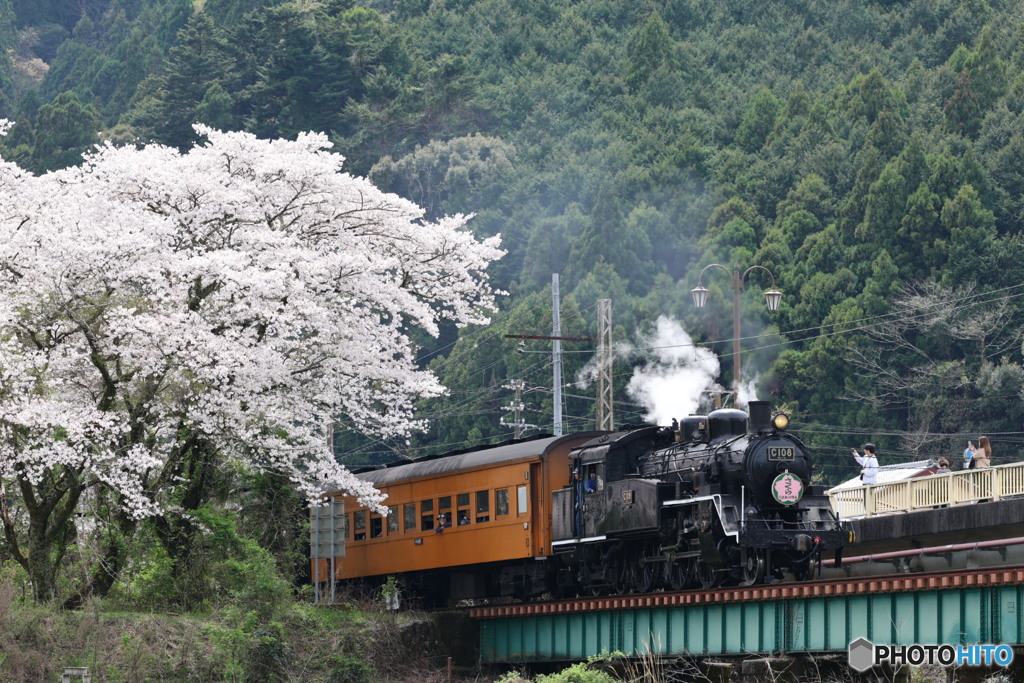 大井川鐵道の春の訪れ