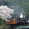 大井川鐵道の春の訪れ