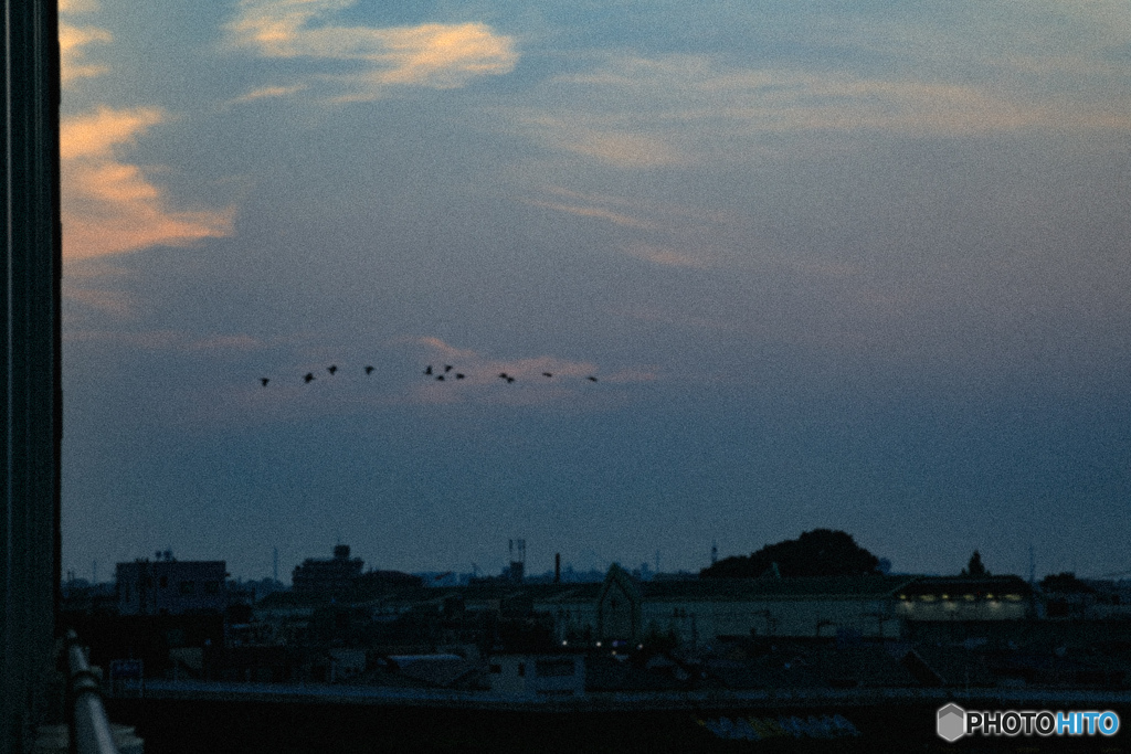 夜明けの空に飛ぶカワウ