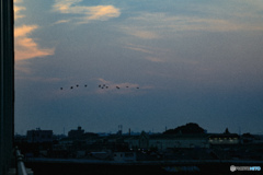 夜明けの空に飛ぶカワウ