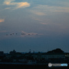 夜明けの空に飛ぶカワウ