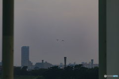 橋から見る夜明けの空に飛ぶ鳥