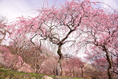 梅林公園の梅