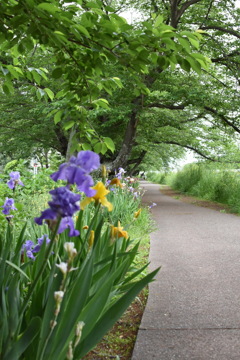 散歩道