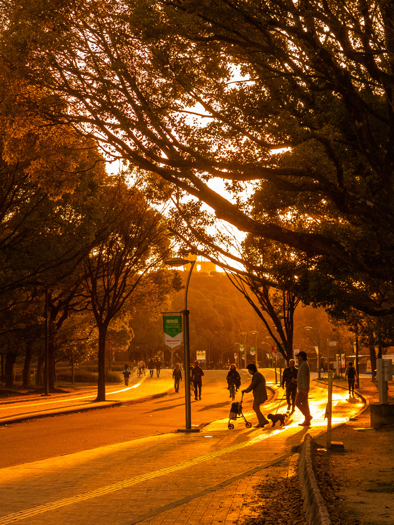 夕暮れの長居公園①