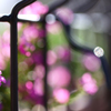 渡辺さんちの花盗撮 (≧∀≦*)