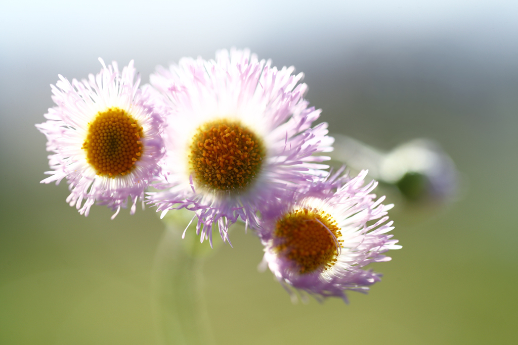 コロンと春紫菀