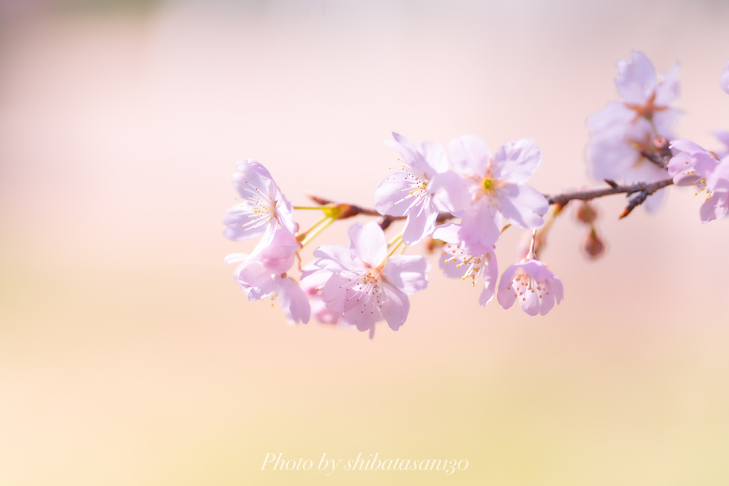 淡くて優しい桜…