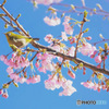 春の花