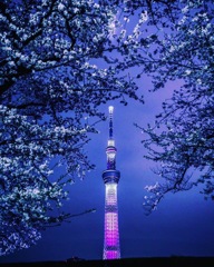 桜　東京